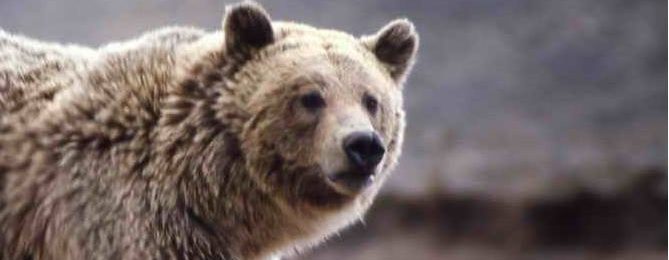 Bear Markets