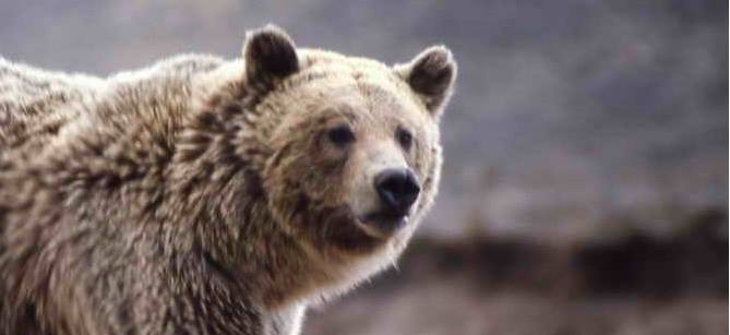 Bear Markets