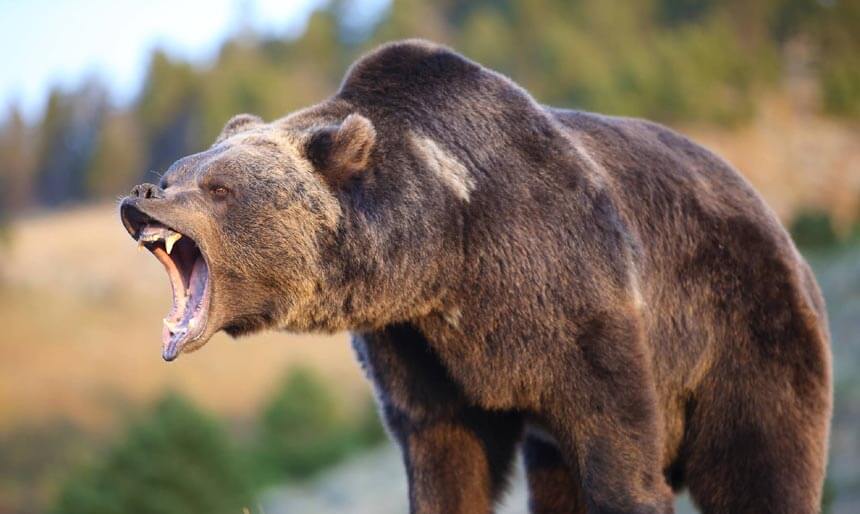 Bear Markets