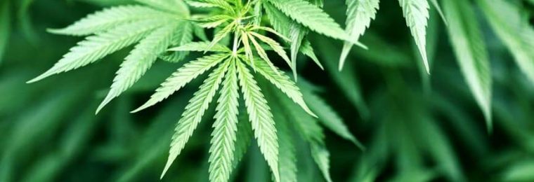 Marijuana