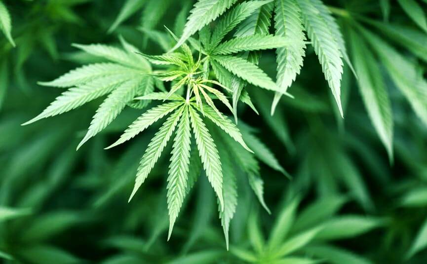 Marijuana